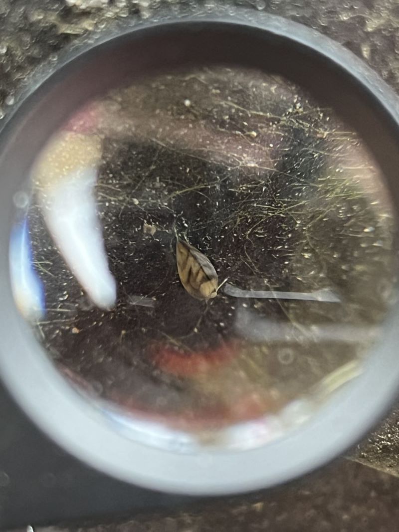 Best course of action to be determined to eradicate zebra mussels from